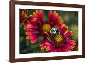 Close Up of Bumblebee with Pollen Basket on Indian Blanket Flower-Rona Schwarz-Framed Photographic Print