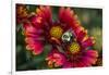 Close Up of Bumblebee with Pollen Basket on Indian Blanket Flower-Rona Schwarz-Framed Photographic Print