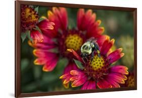 Close Up of Bumblebee with Pollen Basket on Indian Blanket Flower-Rona Schwarz-Framed Photographic Print