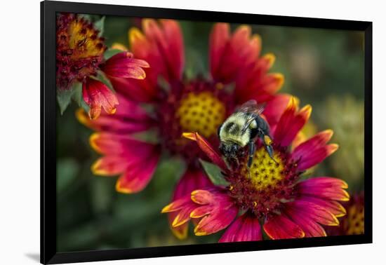 Close Up of Bumblebee with Pollen Basket on Indian Blanket Flower-Rona Schwarz-Framed Photographic Print