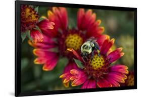 Close Up of Bumblebee with Pollen Basket on Indian Blanket Flower-Rona Schwarz-Framed Photographic Print