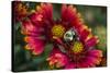 Close Up of Bumblebee with Pollen Basket on Indian Blanket Flower-Rona Schwarz-Stretched Canvas