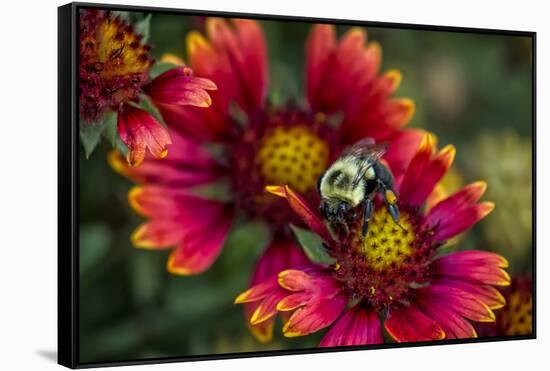 Close Up of Bumblebee with Pollen Basket on Indian Blanket Flower-Rona Schwarz-Framed Stretched Canvas