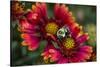 Close Up of Bumblebee with Pollen Basket on Indian Blanket Flower-Rona Schwarz-Stretched Canvas