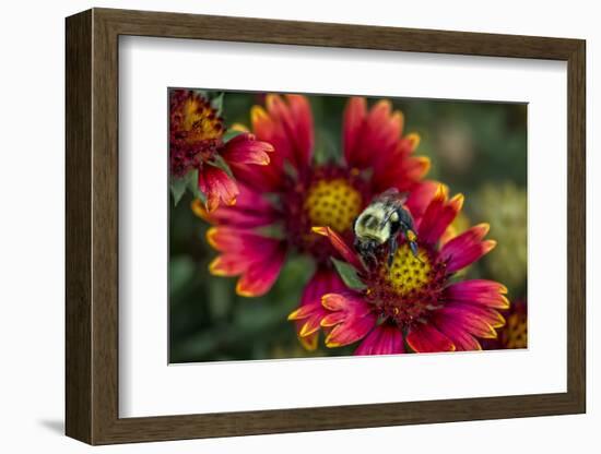 Close Up of Bumblebee with Pollen Basket on Indian Blanket Flower-Rona Schwarz-Framed Photographic Print