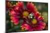 Close Up of Bumblebee with Pollen Basket on Indian Blanket Flower-Rona Schwarz-Mounted Photographic Print