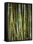 Close-Up of Bundles of Sugar Cane in Mexico, North America-Michelle Garrett-Framed Stretched Canvas