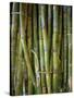 Close-Up of Bundles of Sugar Cane in Mexico, North America-Michelle Garrett-Stretched Canvas