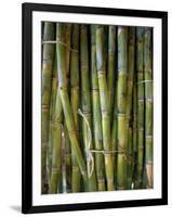 Close-Up of Bundles of Sugar Cane in Mexico, North America-Michelle Garrett-Framed Premium Photographic Print