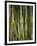 Close-Up of Bundles of Sugar Cane in Mexico, North America-Michelle Garrett-Framed Premium Photographic Print