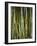 Close-Up of Bundles of Sugar Cane in Mexico, North America-Michelle Garrett-Framed Photographic Print