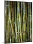 Close-Up of Bundles of Sugar Cane in Mexico, North America-Michelle Garrett-Mounted Photographic Print