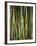 Close-Up of Bundles of Sugar Cane in Mexico, North America-Michelle Garrett-Framed Photographic Print