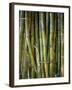 Close-Up of Bundles of Sugar Cane in Mexico, North America-Michelle Garrett-Framed Photographic Print