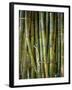 Close-Up of Bundles of Sugar Cane in Mexico, North America-Michelle Garrett-Framed Photographic Print