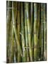 Close-Up of Bundles of Sugar Cane in Mexico, North America-Michelle Garrett-Mounted Photographic Print