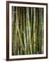 Close-Up of Bundles of Sugar Cane in Mexico, North America-Michelle Garrett-Framed Photographic Print