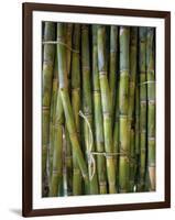 Close-Up of Bundles of Sugar Cane in Mexico, North America-Michelle Garrett-Framed Photographic Print