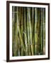 Close-Up of Bundles of Sugar Cane in Mexico, North America-Michelle Garrett-Framed Photographic Print