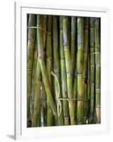 Close-Up of Bundles of Sugar Cane in Mexico, North America-Michelle Garrett-Framed Photographic Print