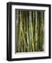 Close-Up of Bundles of Sugar Cane in Mexico, North America-Michelle Garrett-Framed Photographic Print