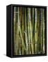 Close-Up of Bundles of Sugar Cane in Mexico, North America-Michelle Garrett-Framed Stretched Canvas