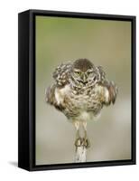 Close-up of Burrowing Owl Shaking Its Feathers on Fence Post, Cape Coral, Florida, USA-Ellen Anon-Framed Stretched Canvas