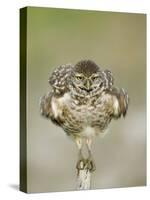 Close-up of Burrowing Owl Shaking Its Feathers on Fence Post, Cape Coral, Florida, USA-Ellen Anon-Stretched Canvas