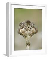 Close-up of Burrowing Owl Shaking Its Feathers on Fence Post, Cape Coral, Florida, USA-Ellen Anon-Framed Photographic Print