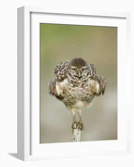 Close-up of Burrowing Owl Shaking Its Feathers on Fence Post, Cape Coral, Florida, USA-Ellen Anon-Framed Photographic Print