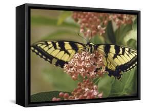 Close Up of Butterfly on Flower-Alfred Eisenstaedt-Framed Stretched Canvas