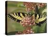 Close Up of Butterfly on Flower-Alfred Eisenstaedt-Stretched Canvas