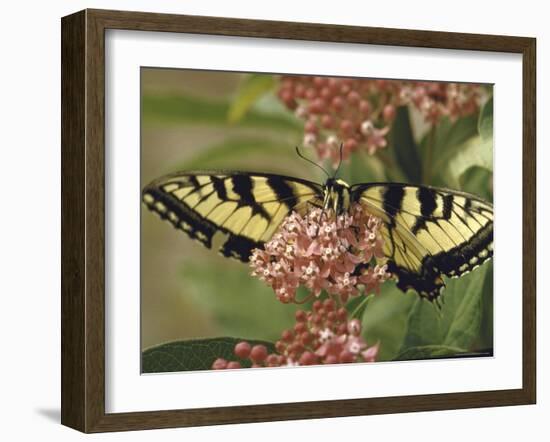 Close Up of Butterfly on Flower-Alfred Eisenstaedt-Framed Photographic Print