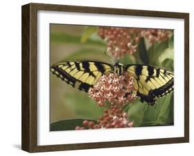 Close Up of Butterfly on Flower-Alfred Eisenstaedt-Framed Photographic Print