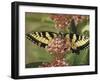 Close Up of Butterfly on Flower-Alfred Eisenstaedt-Framed Photographic Print