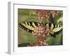 Close Up of Butterfly on Flower-Alfred Eisenstaedt-Framed Photographic Print