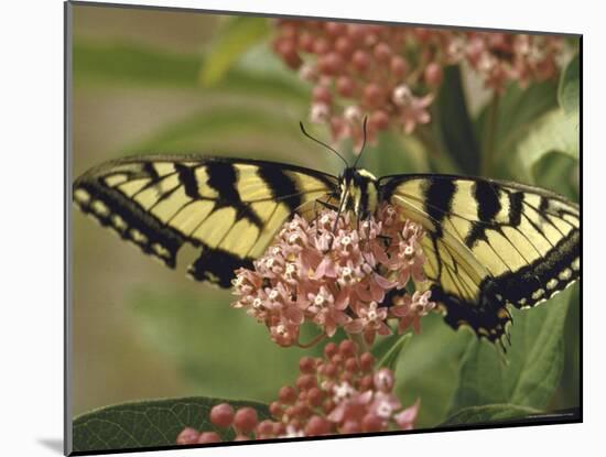 Close Up of Butterfly on Flower-Alfred Eisenstaedt-Mounted Photographic Print