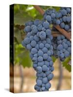 Close Up of Cabernet Sauvignon Grapes, Haras De Pirque Winery, Pirque, Maipo Valley, Chile-Janis Miglavs-Stretched Canvas