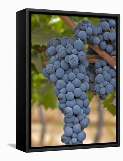 Close Up of Cabernet Sauvignon Grapes, Haras De Pirque Winery, Pirque, Maipo Valley, Chile-Janis Miglavs-Framed Stretched Canvas