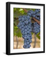 Close Up of Cabernet Sauvignon Grapes, Haras De Pirque Winery, Pirque, Maipo Valley, Chile-Janis Miglavs-Framed Photographic Print