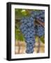 Close Up of Cabernet Sauvignon Grapes, Haras De Pirque Winery, Pirque, Maipo Valley, Chile-Janis Miglavs-Framed Photographic Print