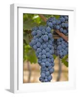 Close Up of Cabernet Sauvignon Grapes, Haras De Pirque Winery, Pirque, Maipo Valley, Chile-Janis Miglavs-Framed Photographic Print