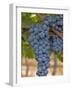 Close Up of Cabernet Sauvignon Grapes, Haras De Pirque Winery, Pirque, Maipo Valley, Chile-Janis Miglavs-Framed Photographic Print