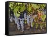 Close Up of Cabernet Sauvignon Grapes, Haras De Pirque Winery, Pirque, Maipo Valley, Chile-Janis Miglavs-Framed Stretched Canvas