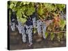 Close Up of Cabernet Sauvignon Grapes, Haras De Pirque Winery, Pirque, Maipo Valley, Chile-Janis Miglavs-Stretched Canvas