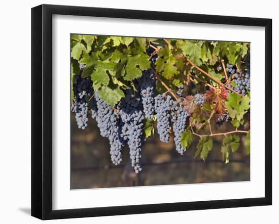 Close Up of Cabernet Sauvignon Grapes, Haras De Pirque Winery, Pirque, Maipo Valley, Chile-Janis Miglavs-Framed Premium Photographic Print
