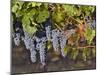 Close Up of Cabernet Sauvignon Grapes, Haras De Pirque Winery, Pirque, Maipo Valley, Chile-Janis Miglavs-Mounted Premium Photographic Print