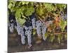 Close Up of Cabernet Sauvignon Grapes, Haras De Pirque Winery, Pirque, Maipo Valley, Chile-Janis Miglavs-Mounted Photographic Print