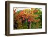 Close-up of Cabernet Sauvignon grapes on vine in a vineyard, Callahan Ridge Winery, Umpqua Valle...-null-Framed Photographic Print