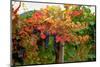 Close-up of Cabernet Sauvignon grapes on vine in a vineyard, Callahan Ridge Winery, Umpqua Valle...-null-Mounted Photographic Print